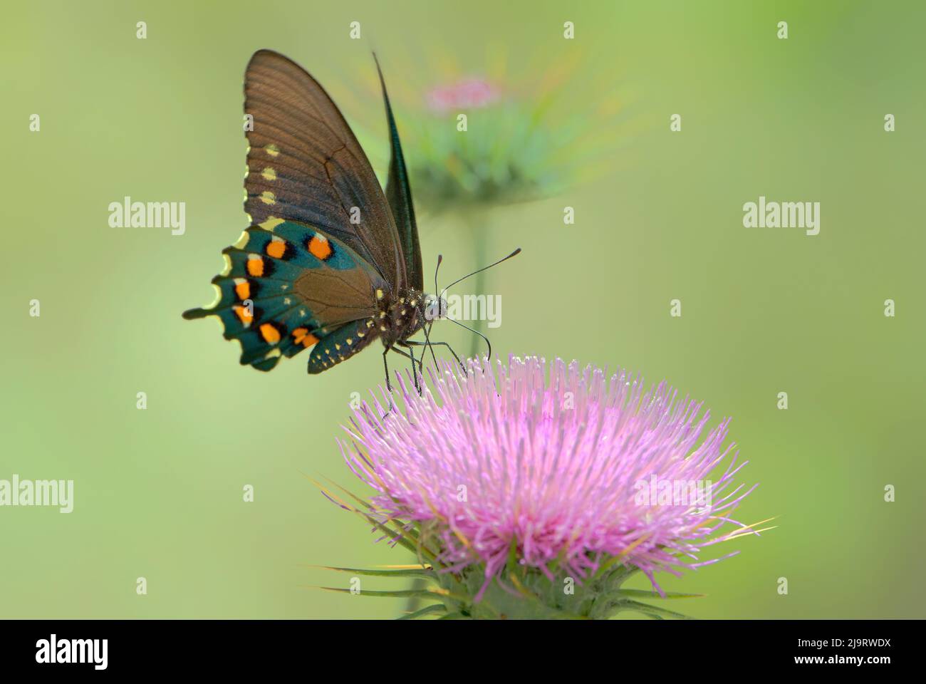 Etats-Unis, Arizona, zone de conservation naturelle de Las Cienegas. Le papillon à queue de Pipevine se nourrit de la fleur de chardon du désert. Banque D'Images