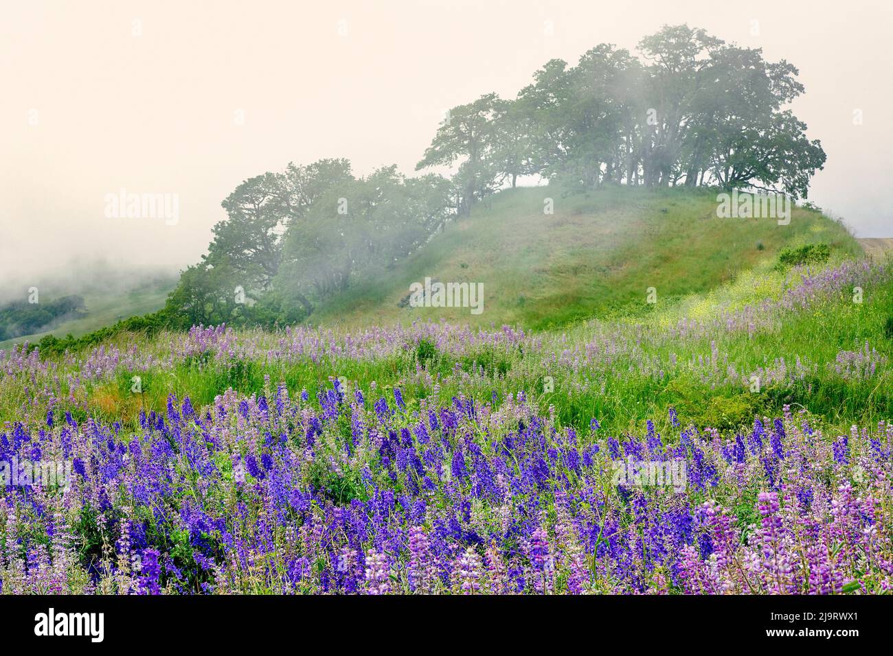 Fleurs lupin pourpres et bleues et arbre dans le brouillard, Bald Hills Road, Californie Banque D'Images