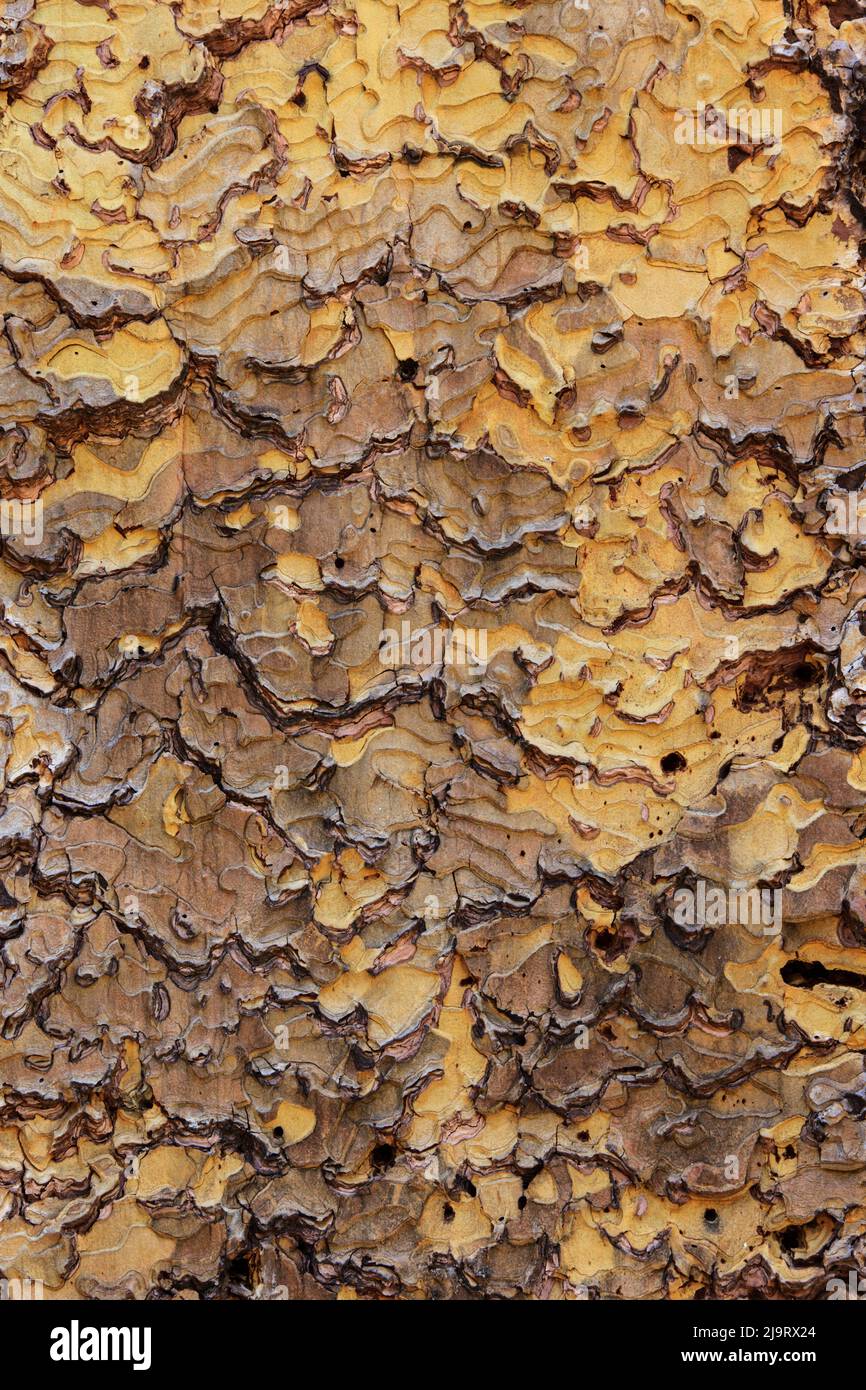 Motif écorce de pin Parc national de Yosemite, Californie Banque D'Images