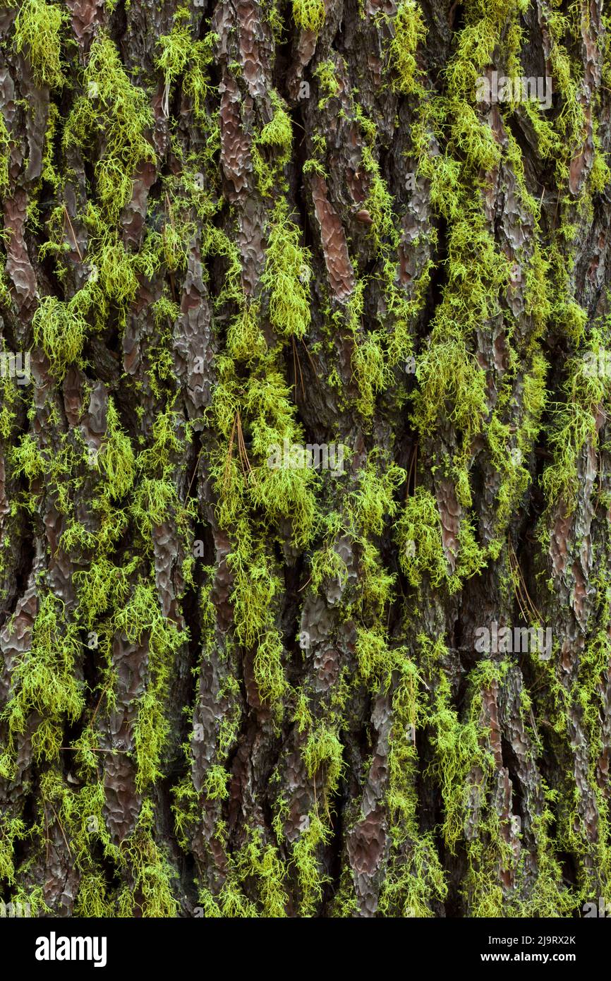 Lichen vert croissant sur des séquoias géants antiques, parc national de Yosemite, Californie Banque D'Images