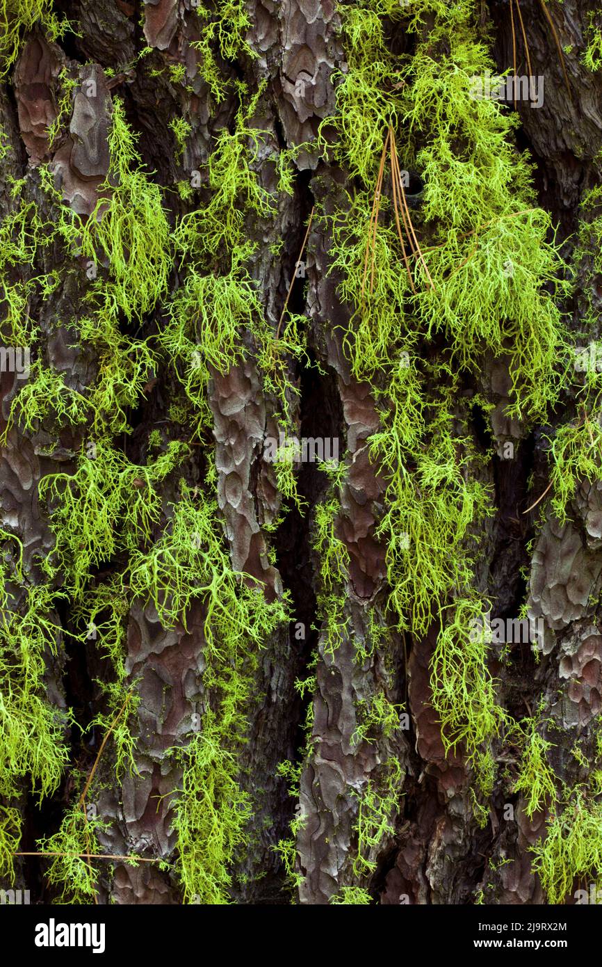 Lichen vert croissant sur des séquoias géants antiques, parc national de Yosemite, Californie Banque D'Images