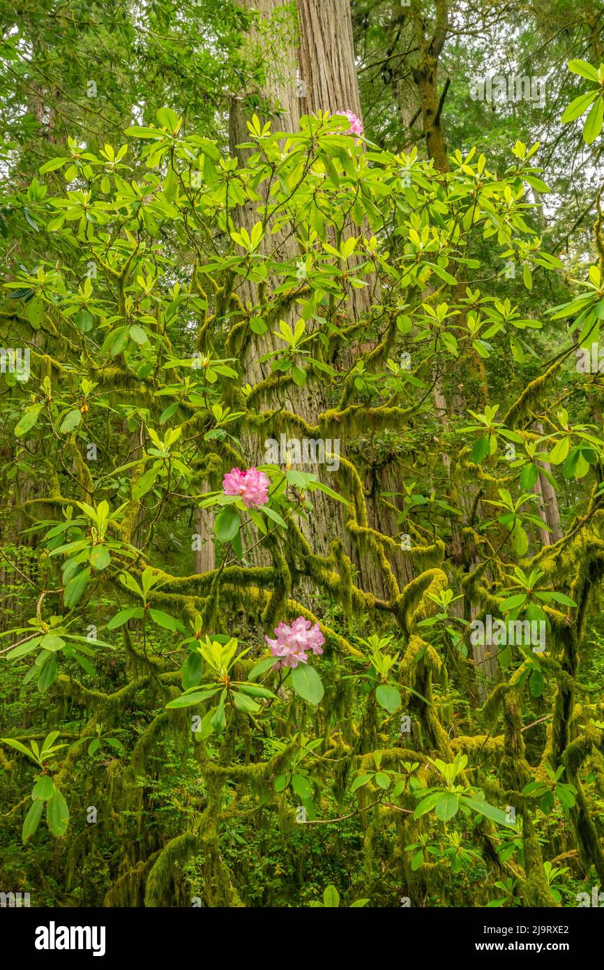 États-Unis, Californie, parc national Jedediah Smith Redwoods. Branches couvertes de mousse et fleurs de rhododendron roses. Banque D'Images