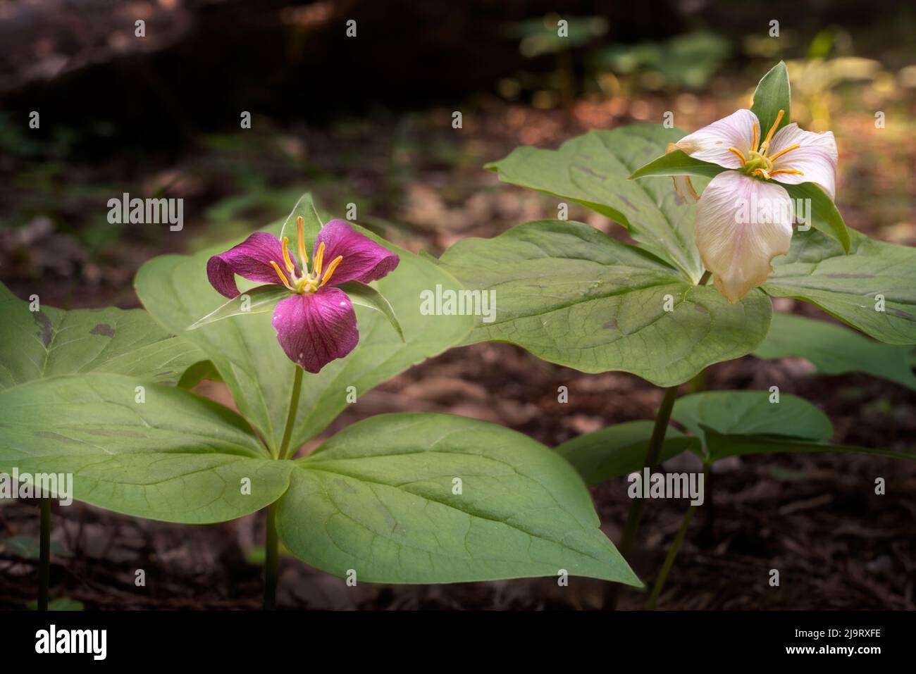 États-Unis, Californie. Trillium fleurit sur le sol de la forêt côtière de séquoias. Banque D'Images
