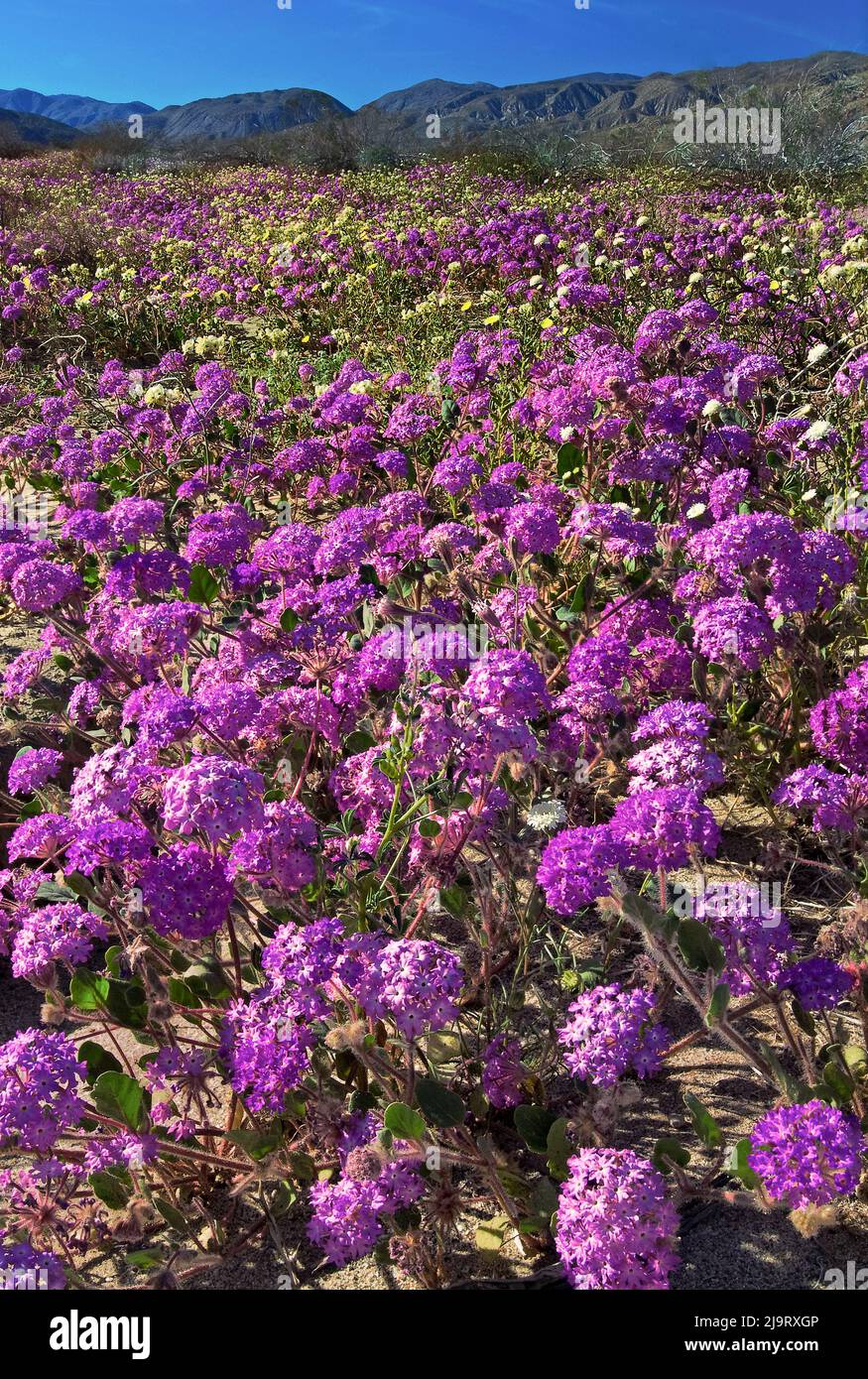 États-Unis, Californie, parc national du désert d'Anza Borrego. Verveine de sable du désert à fleurs. Banque D'Images