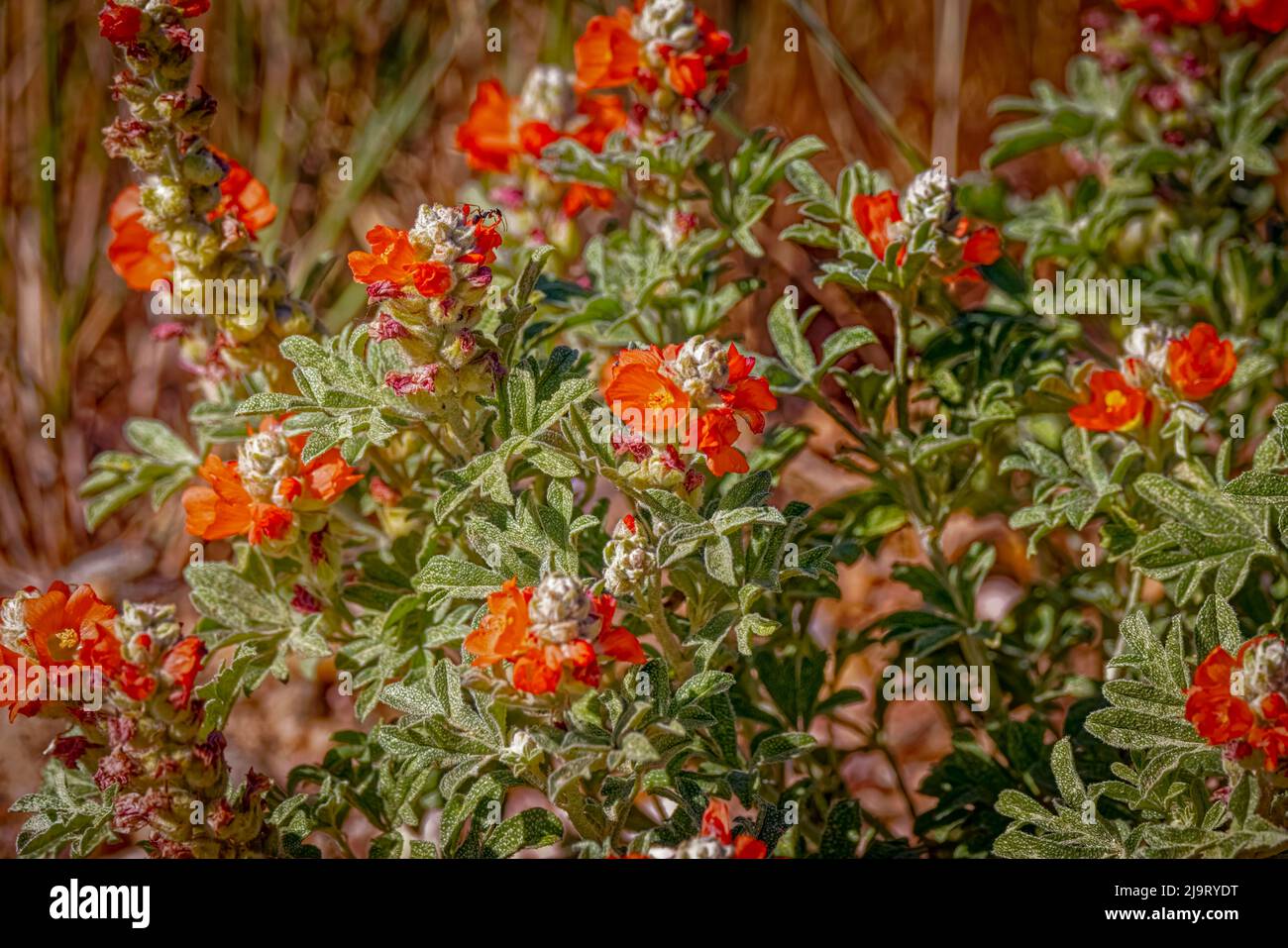États-Unis, Colorado, fort Collins. Fleurs de mérissent d'orange sauvage. Banque D'Images