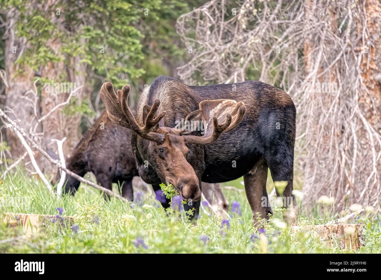 États-Unis, Colorado, Cameron Pass. Shiras orignal mâle et femelle pâturage. Banque D'Images