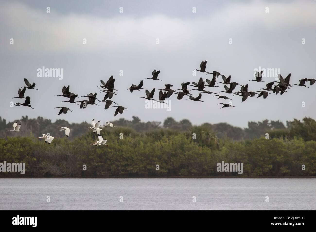 American White ibis et Glossy ibis Flying Together, Merritt Island National Wildlife refuge, Floride Banque D'Images