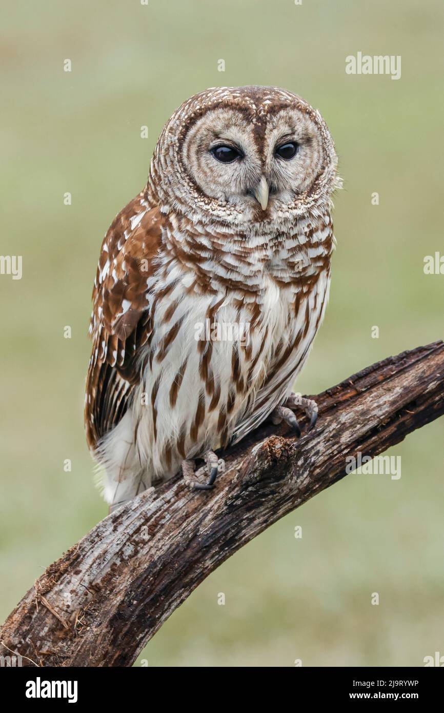 Hibou barré, Strix varia, Floride Banque D'Images