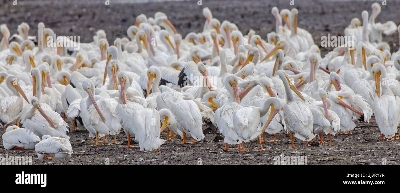 Pélican blanc américain. Stick Marsh, Floride Banque D'Images