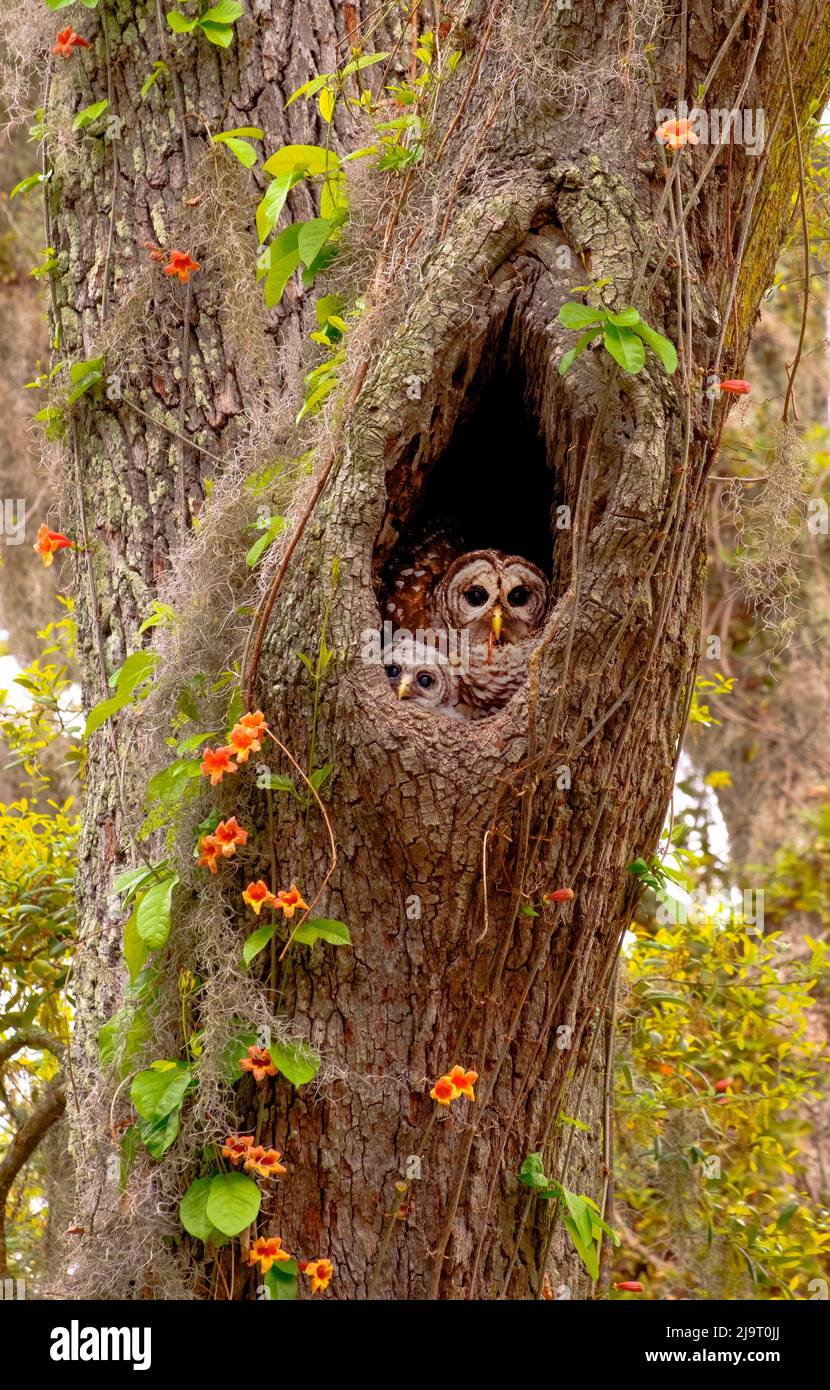 Etats-Unis, Géorgie, Savannah. Hibou et bébé au nid dans un chêne avec trompette de vigne floraison. Banque D'Images