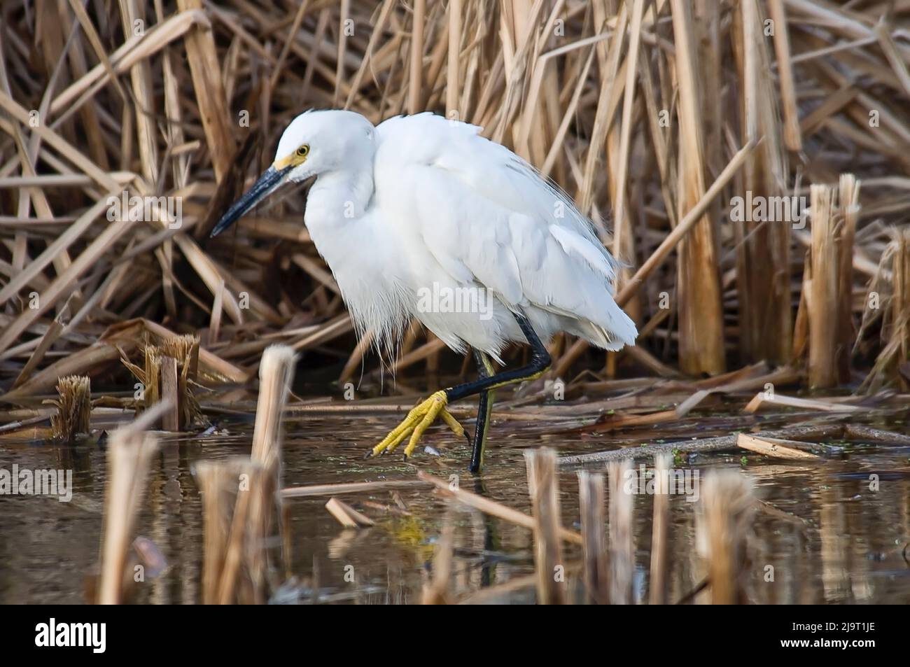Aigrette neigeuse Banque D'Images