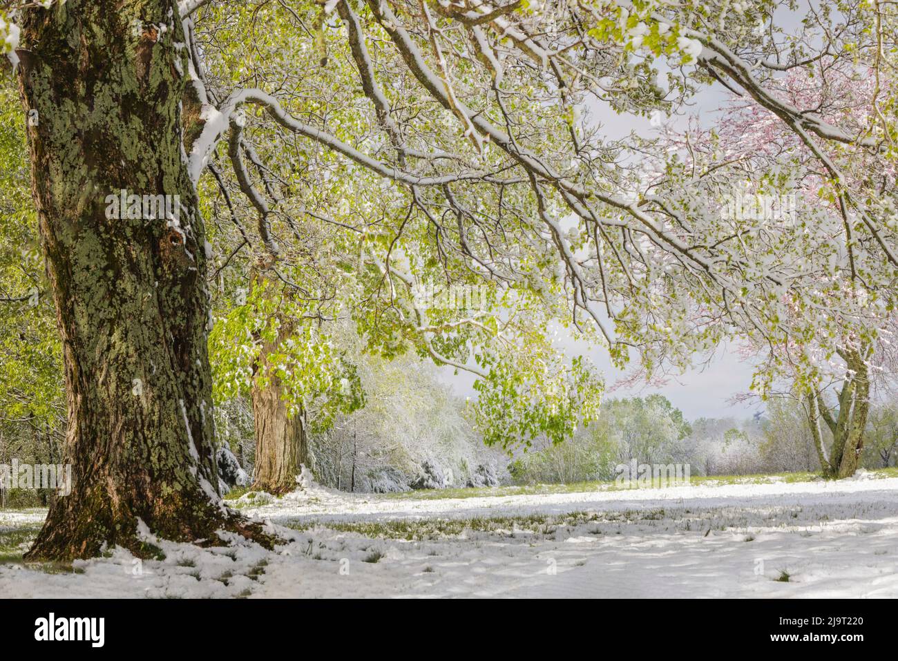 Neige légère sur les branches suspendues au début du printemps, Louisville, Kentucky Banque D'Images