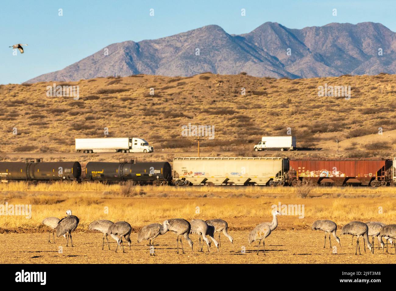 États-Unis, Nouveau-Mexique, zone de gestion de la faune de Bernardo. Grues de sable se nourrissant près des voies de train et de la circulation d'autoroute. Banque D'Images
