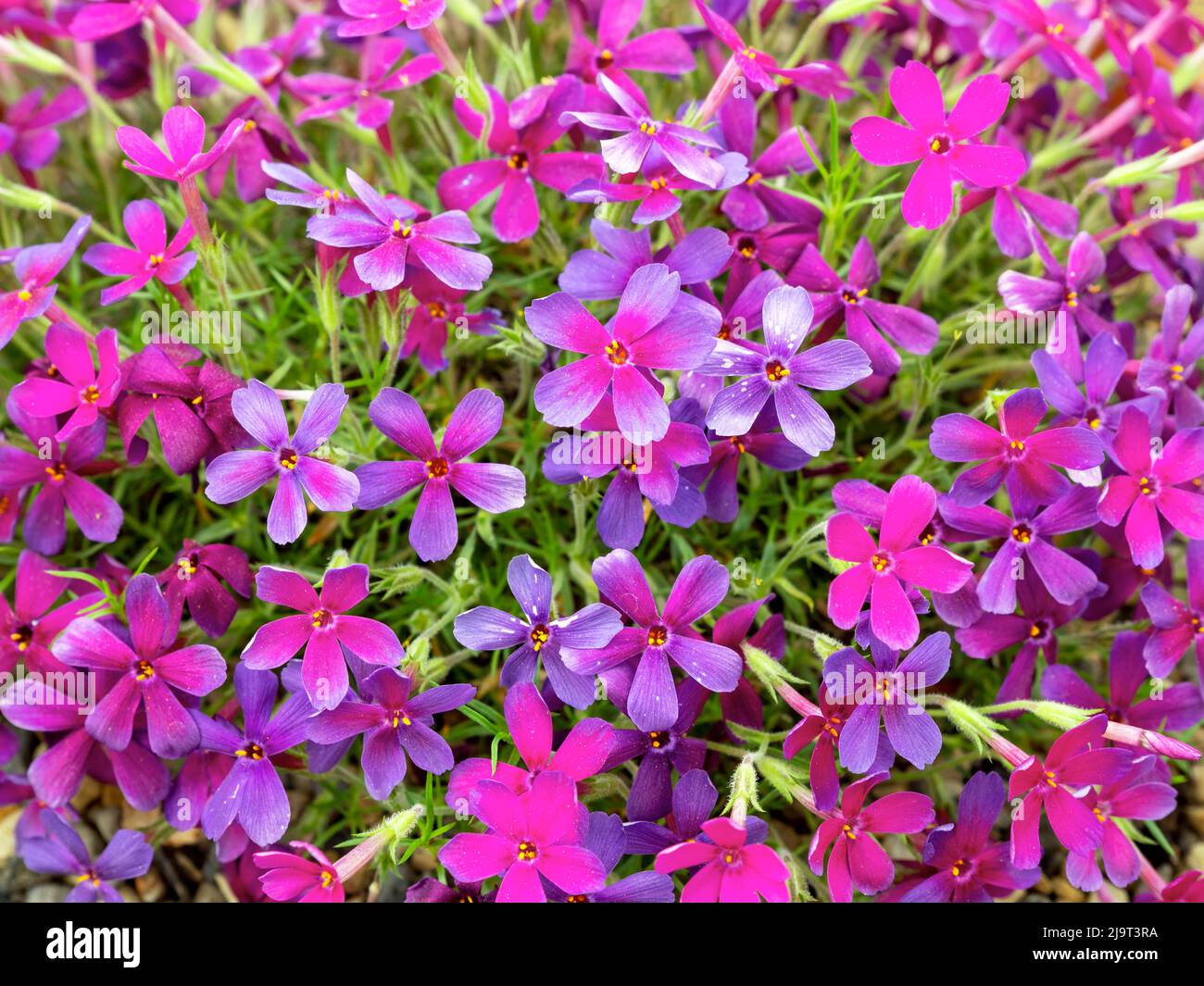 Gros plan de jolies fleurs de phlox rampant, Phlox douglasii Crackerjack Banque D'Images