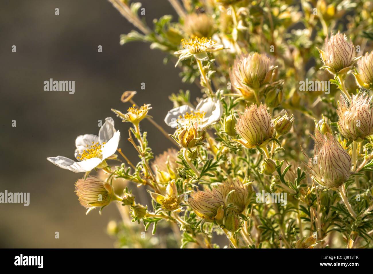 États-Unis, Nouveau-Mexique. Apache Plume Blossoms gros plan. Banque D'Images