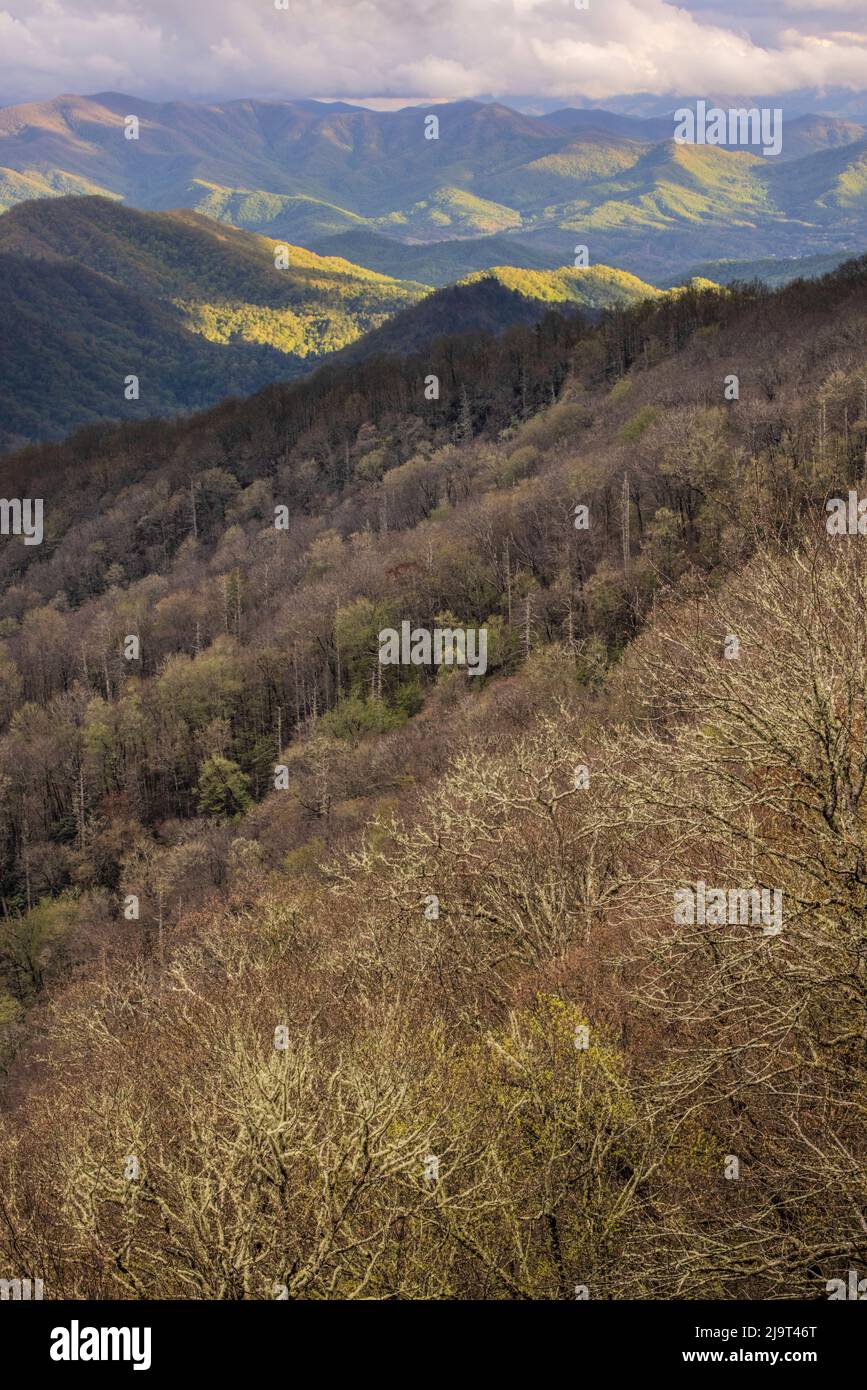 Vue printanière sur les arbres et la vallée de Deep Creek, parc national des Great Smoky Mountains, Caroline du Nord Banque D'Images