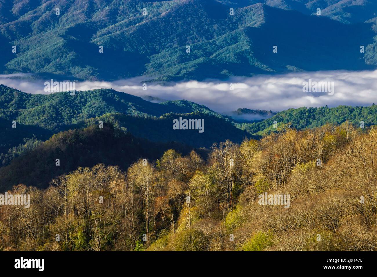 Vue printanière sur les arbres et la vallée de Deep Creek, parc national des Great Smoky Mountains, Caroline du Nord Banque D'Images