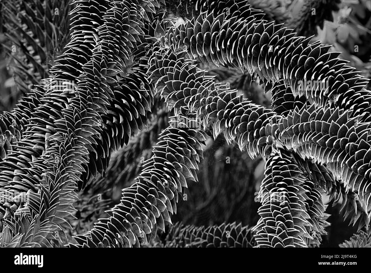 Monkey Puzzle Tree, Shore Acres State Park, Coos Bay, Oregon Banque D'Images