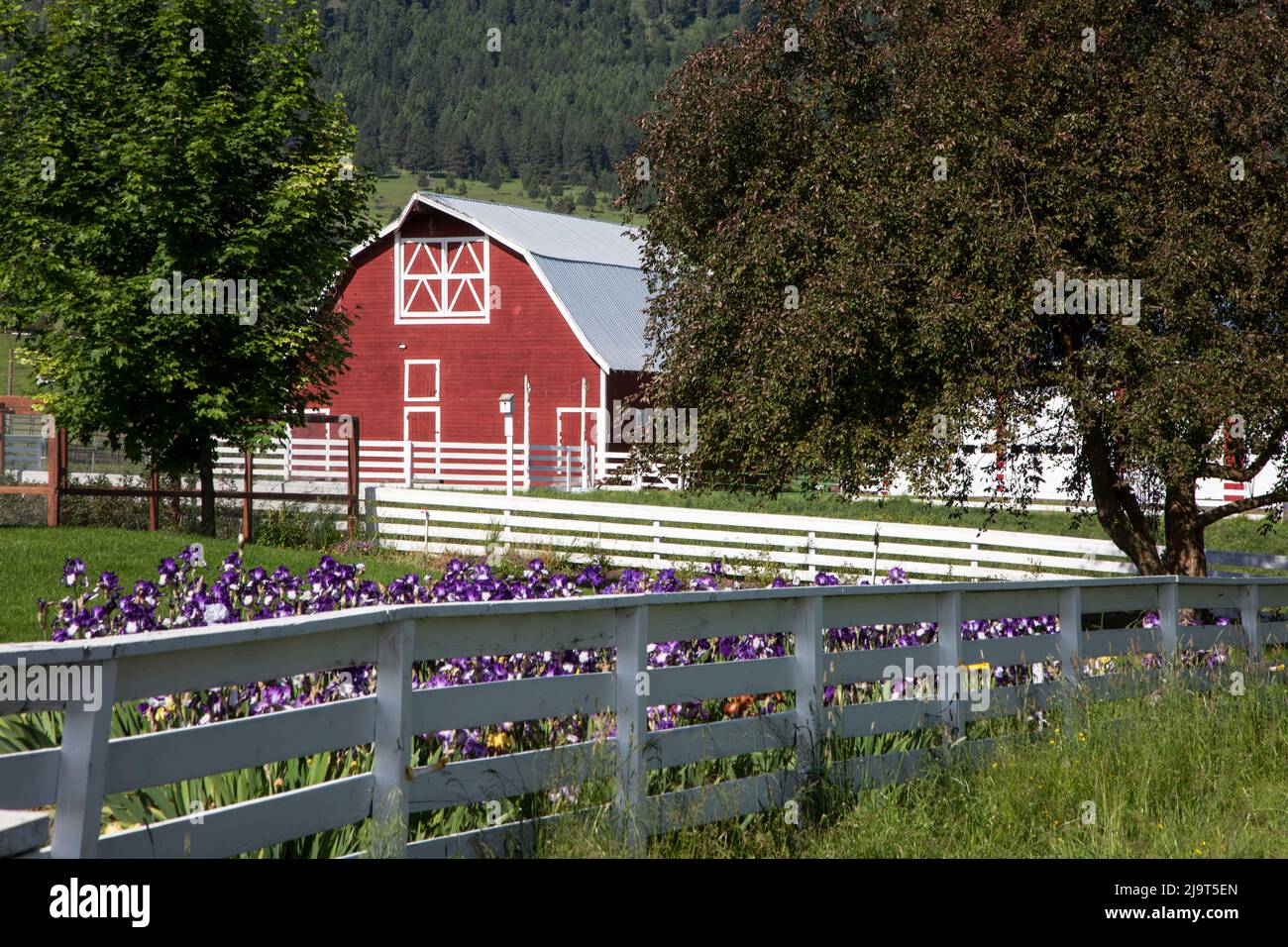 États-Unis, Oregon, Joseph. Grange rouge avec clôture blanche et iris pourpre croissant dans le jardin. Banque D'Images