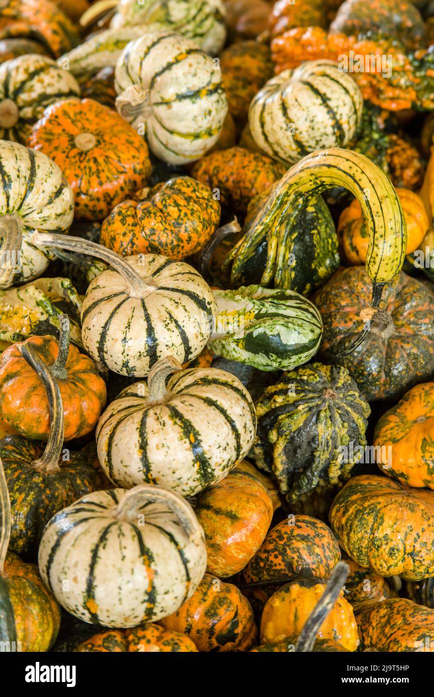 Hood River, Oregon, États-Unis. Une variété de petits citrouilles et de gourdes ornementales à vendre. Banque D'Images