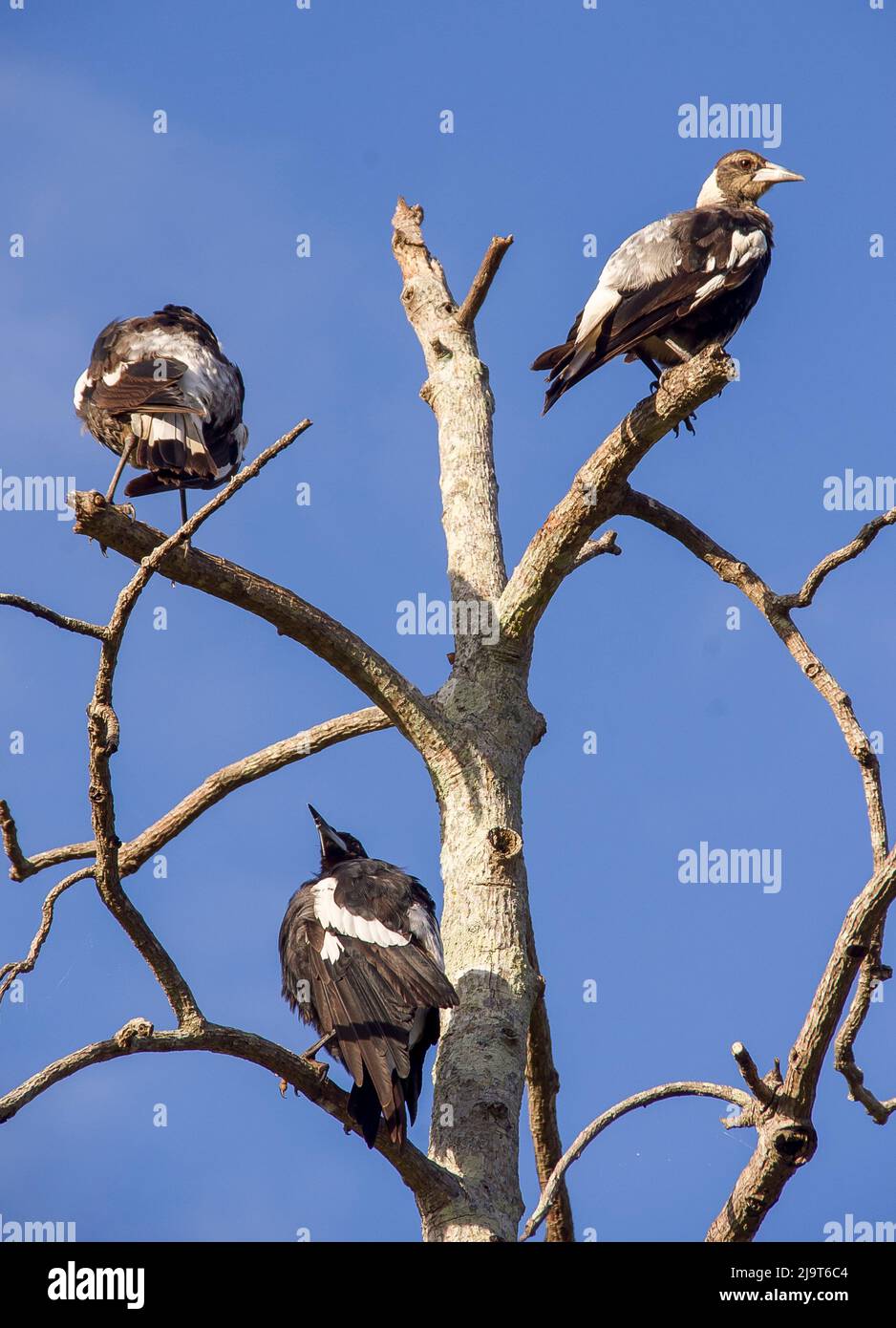Trois très jeunes magpies australiennes, cracticus tibicen, perchés dans un arbre mort, se reposant et regardant ensemble, profitant du soleil d'été et du ciel bleu. Banque D'Images