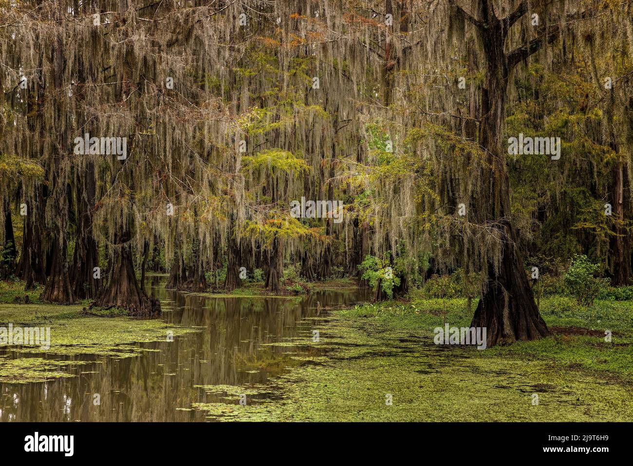 Cyprès et mousses espagnoles bordant le rivage du lac Caddo, Uncertain, Texas Banque D'Images