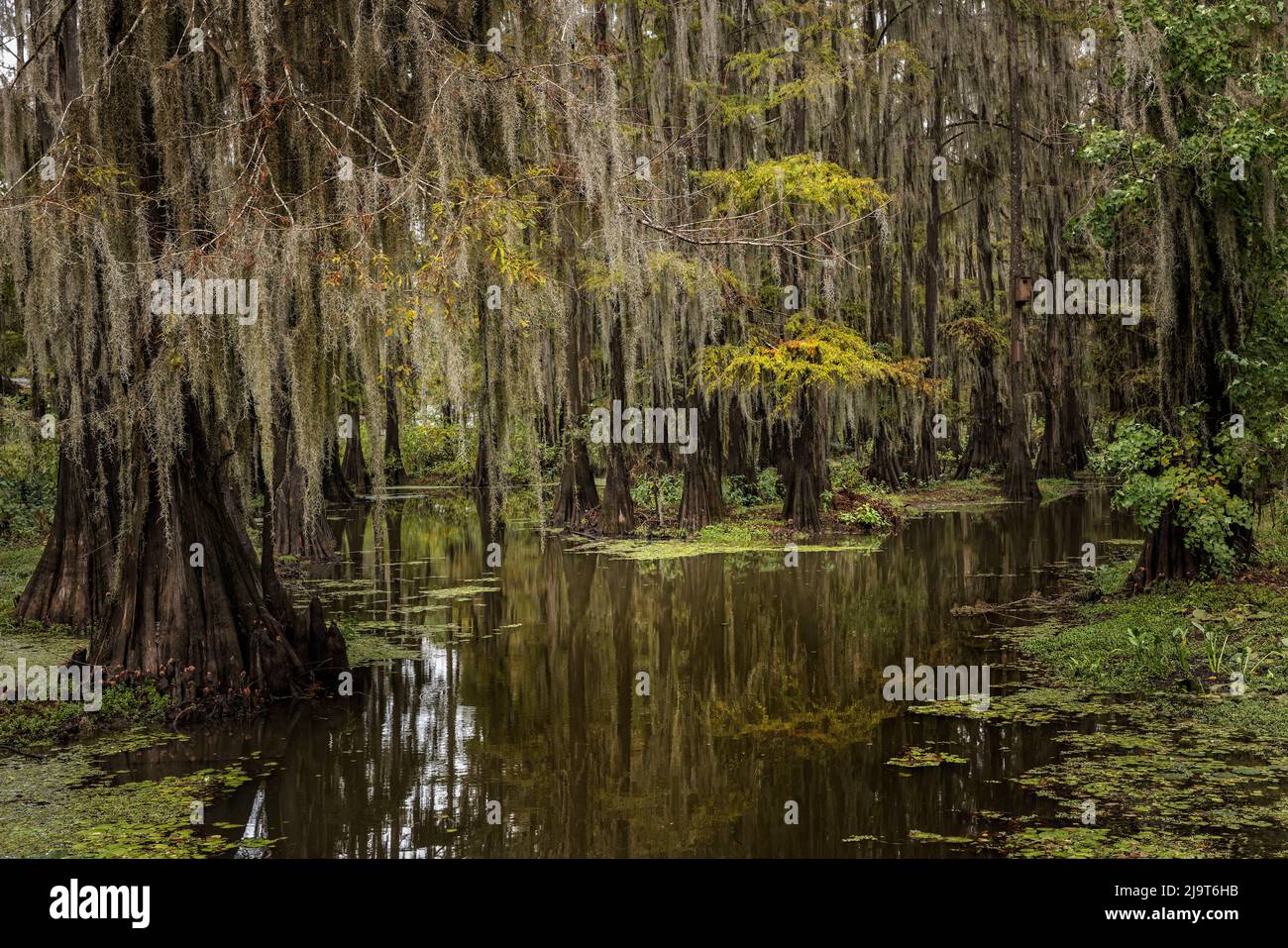 Cyprès et mousses espagnoles bordant le rivage du lac Caddo, Uncertain, Texas Banque D'Images