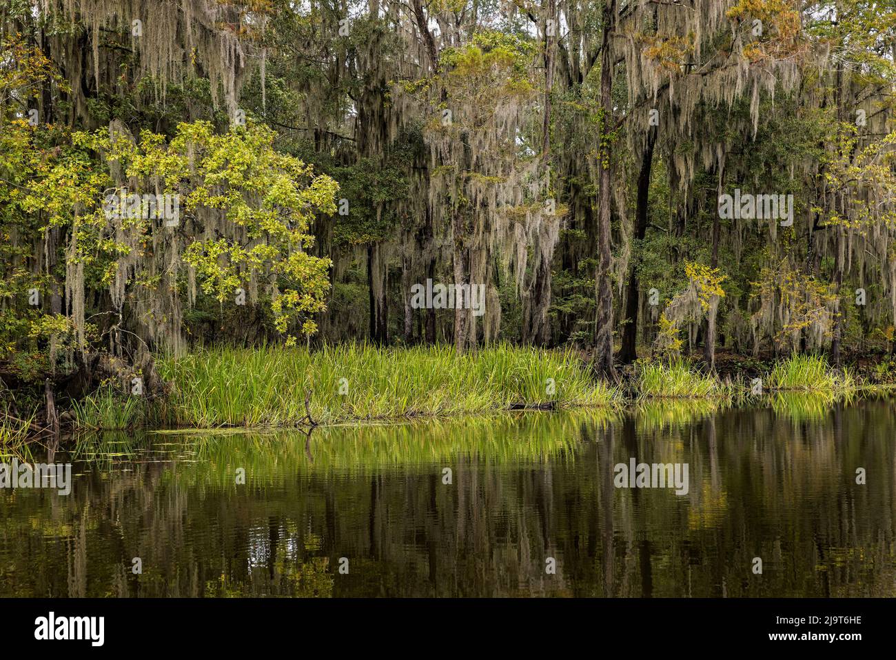 Cyprès et mousses espagnoles bordant le rivage du lac Caddo, Uncertain, Texas Banque D'Images