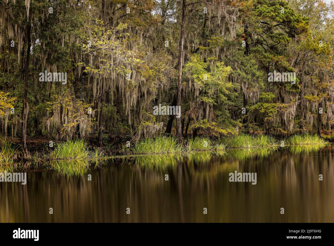 Cyprès et mousses espagnoles bordant le rivage du lac Caddo, Uncertain, Texas Banque D'Images
