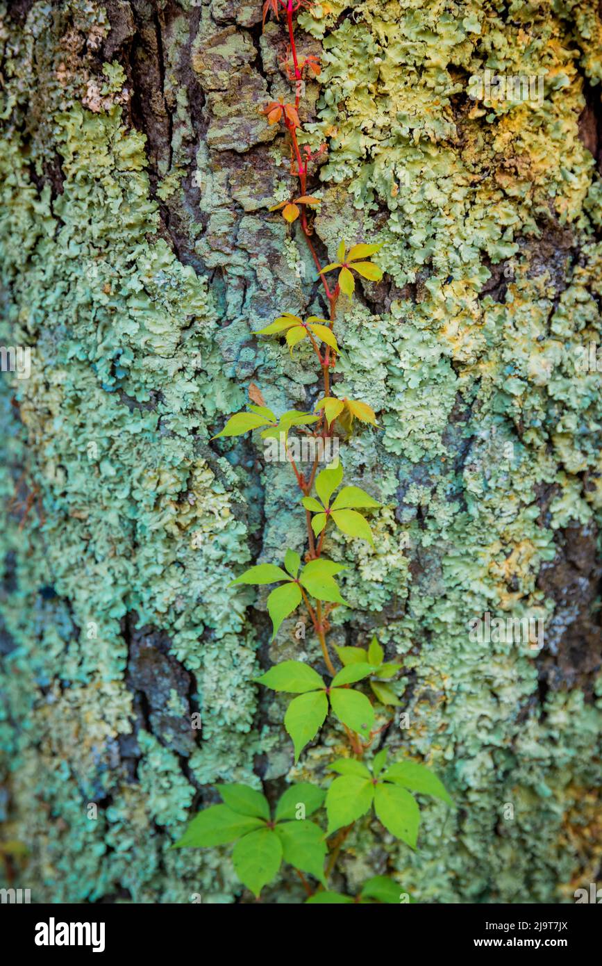 Écorce de mousse, Peaks of Otter, Blue Ridge Parkway, Smoky Mountains, États-Unis. Banque D'Images