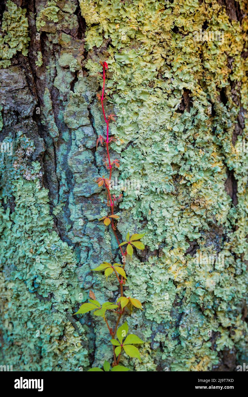 Écorce de mousse, Peaks of Otter, Blue Ridge Parkway, Smoky Mountains, États-Unis. Banque D'Images