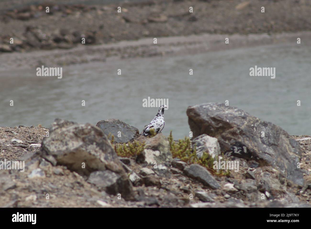 bel animal avec un bel endroit Banque D'Images