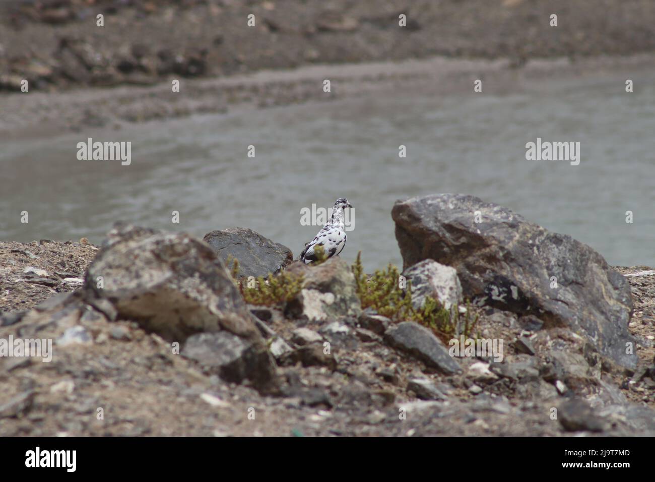 bel animal avec un bel endroit Banque D'Images