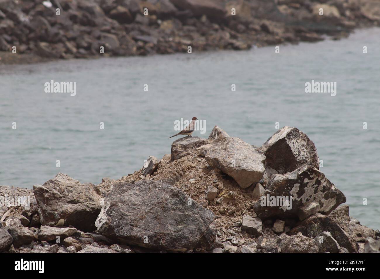 bel animal avec un bel endroit Banque D'Images