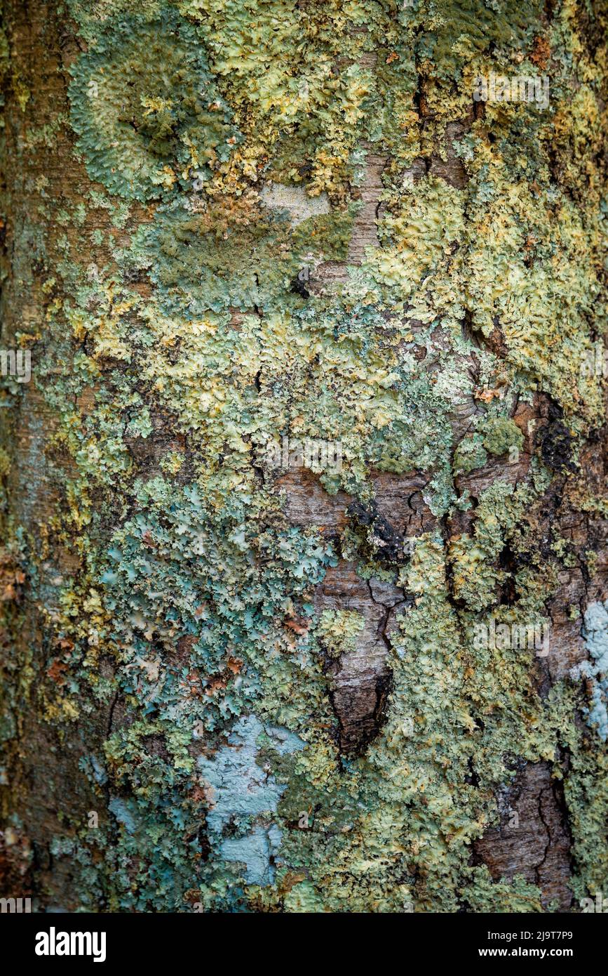 Écorce de mousse, Peaks of Otter, Blue Ridge Parkway, Smoky Mountains, États-Unis. Banque D'Images