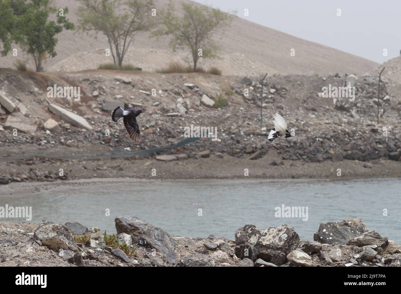 bel animal avec un bel endroit Banque D'Images