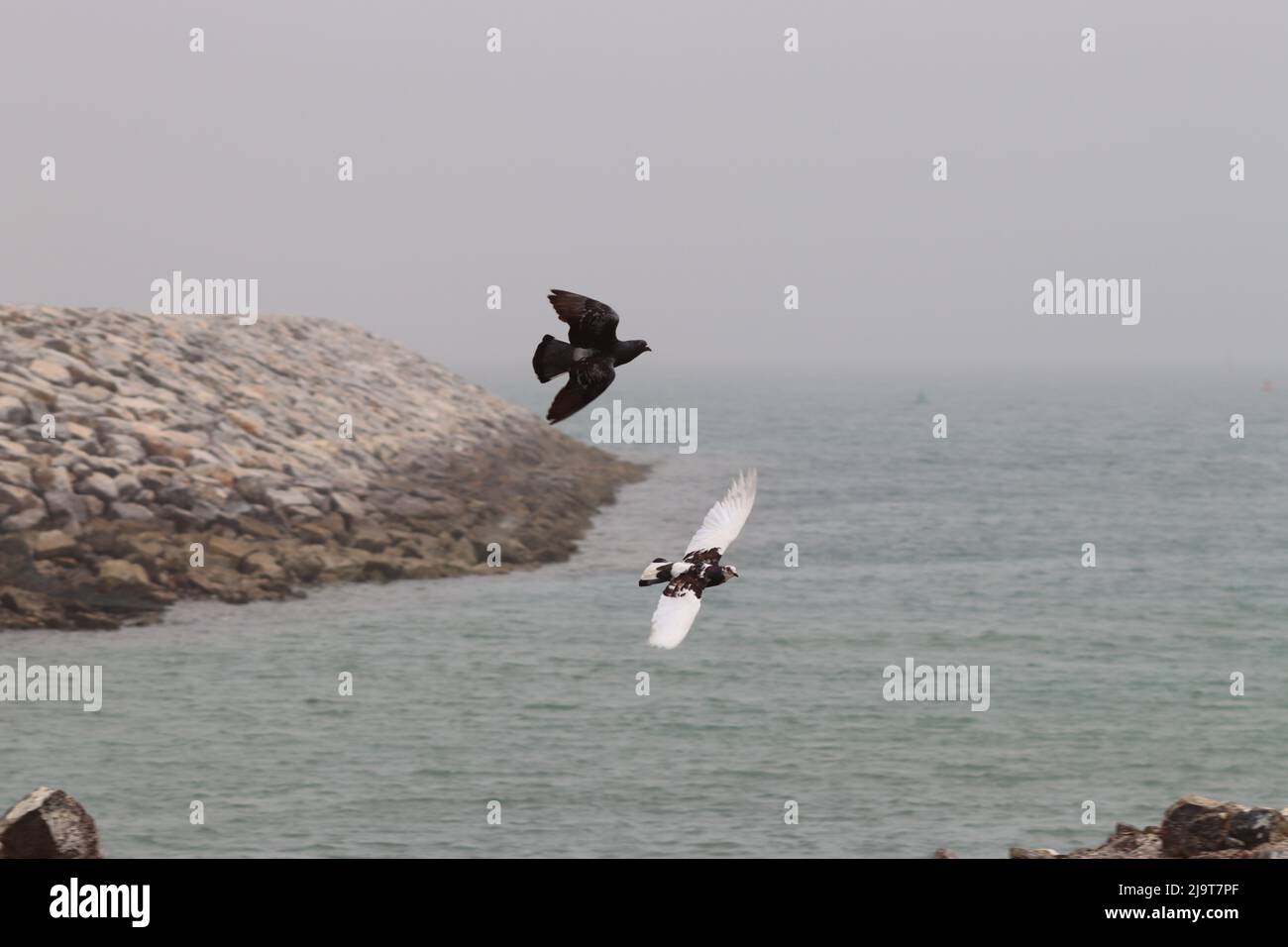 bel animal avec un bel endroit Banque D'Images