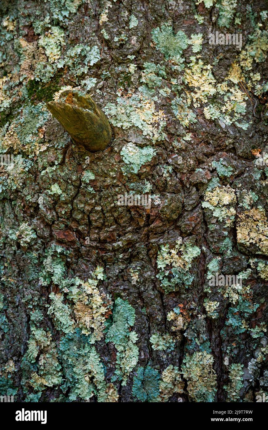 Écorce de mousse, Peaks of Otter, Blue Ridge Parkway, Smoky Mountains, États-Unis. Banque D'Images