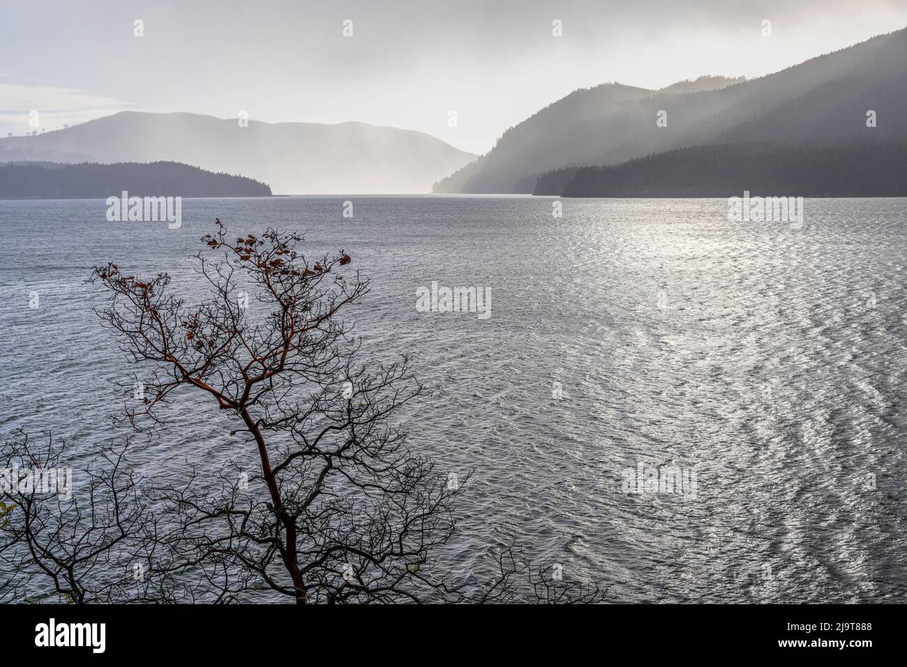 États-Unis, État de Washington, Forêt nationale olympique. Le madrone a silhoueté contre le lac Cushman en hiver. Banque D'Images
