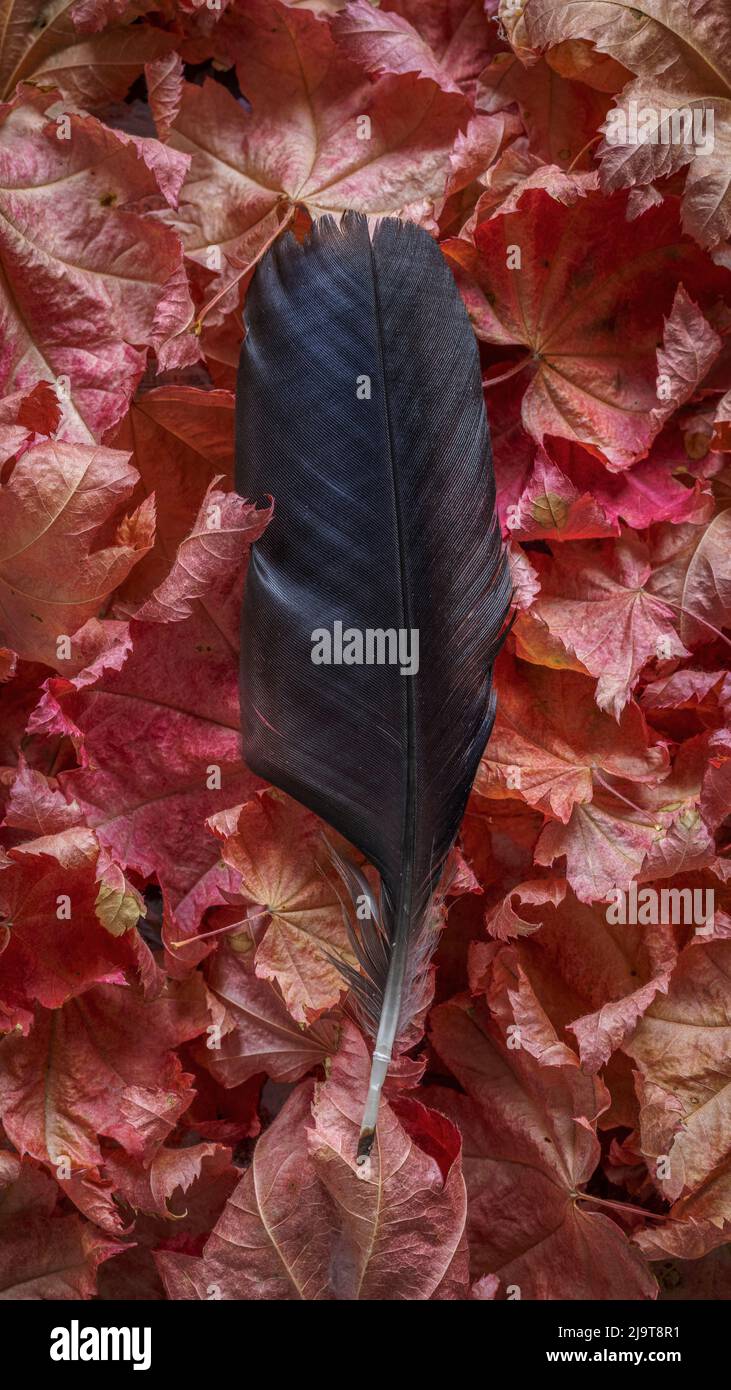 États-Unis, État de Washington, Seabeck. Plume de Corbeau sur les feuilles d'érable de vigne en automne. Banque D'Images