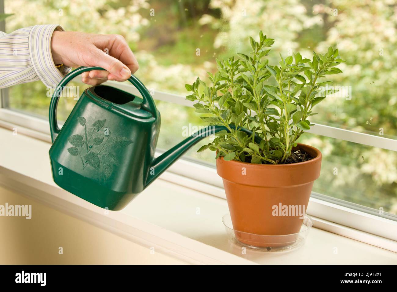 Issaquah, État de Washington, États-Unis. Femme arroser une plante grecque d'herbes origan qui est assise sur un rebord de fenêtre. (M.) Banque D'Images