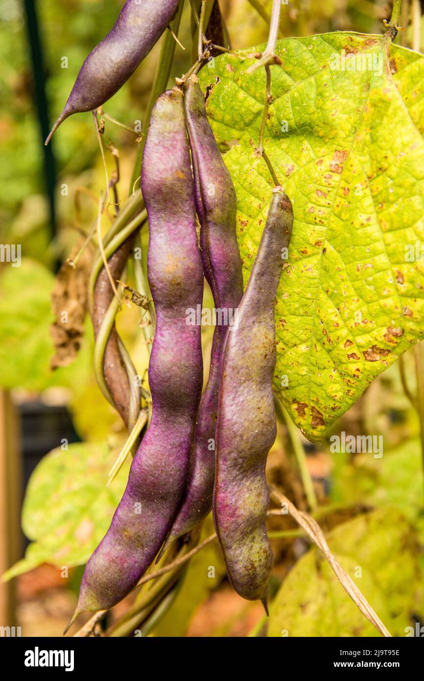 Issaquah, État de Washington, États-Unis. Les haricots polaires violets sans stringless à dosette laissés pour que les gousses sèchent sur la vigne, à des fins d'économie de semences, dans un ar d'automne Banque D'Images