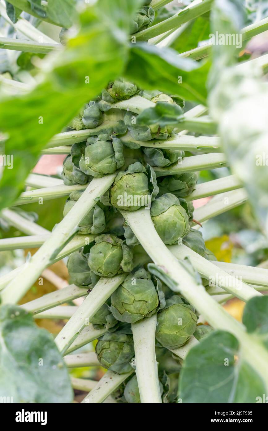 Issaquah, État de Washington, États-Unis. Usine de Bruxelles-Sprout. Les bourgeons ont généralement un diamètre de 0,6–1,6 pouce et ressemblent à des cabages miniatures. Banque D'Images