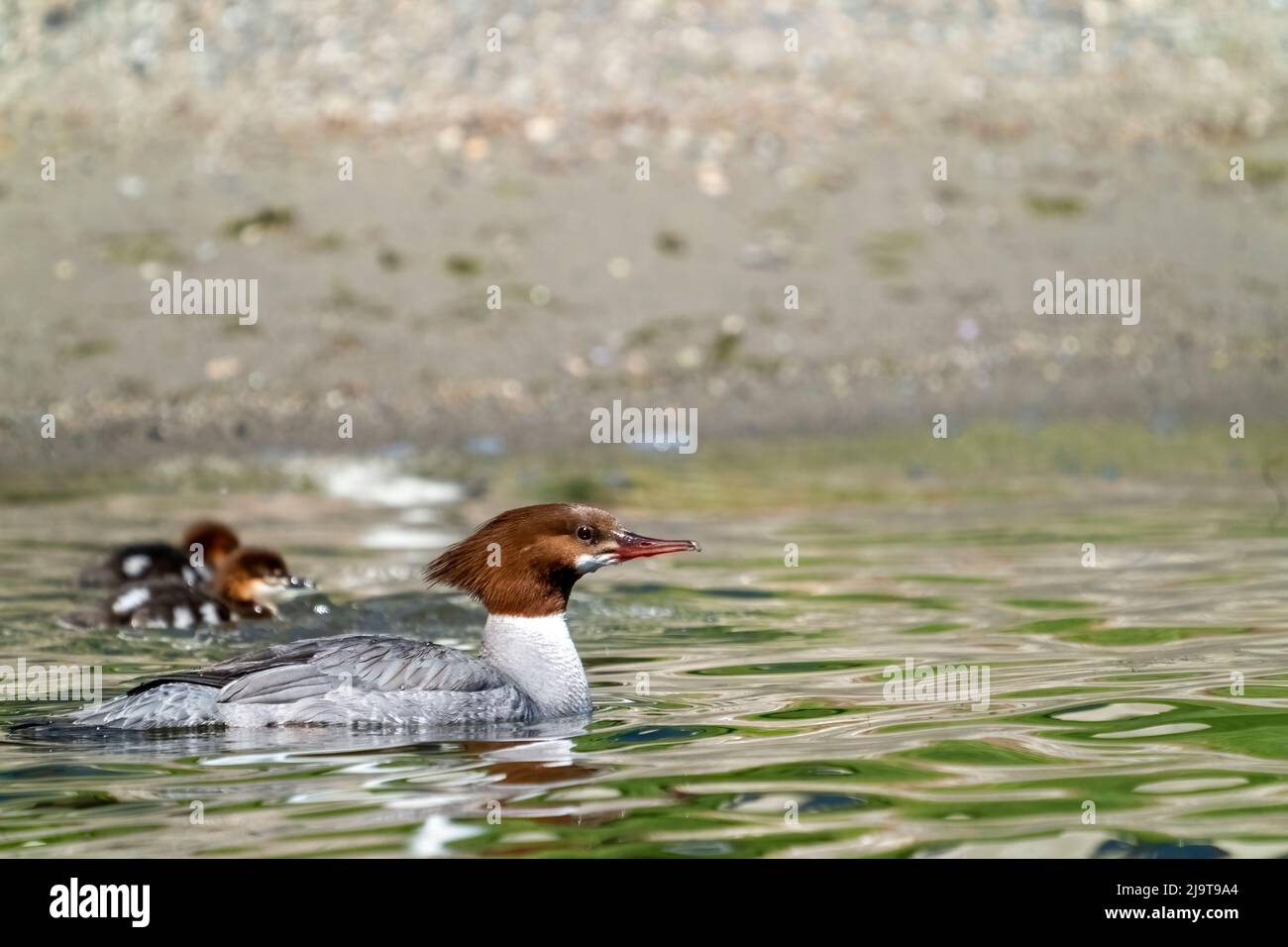 Issaquah, État de Washington, États-Unis. Femelle de canard Merganser et ses canetons nageant dans le parc national du lac Sammamish. Banque D'Images