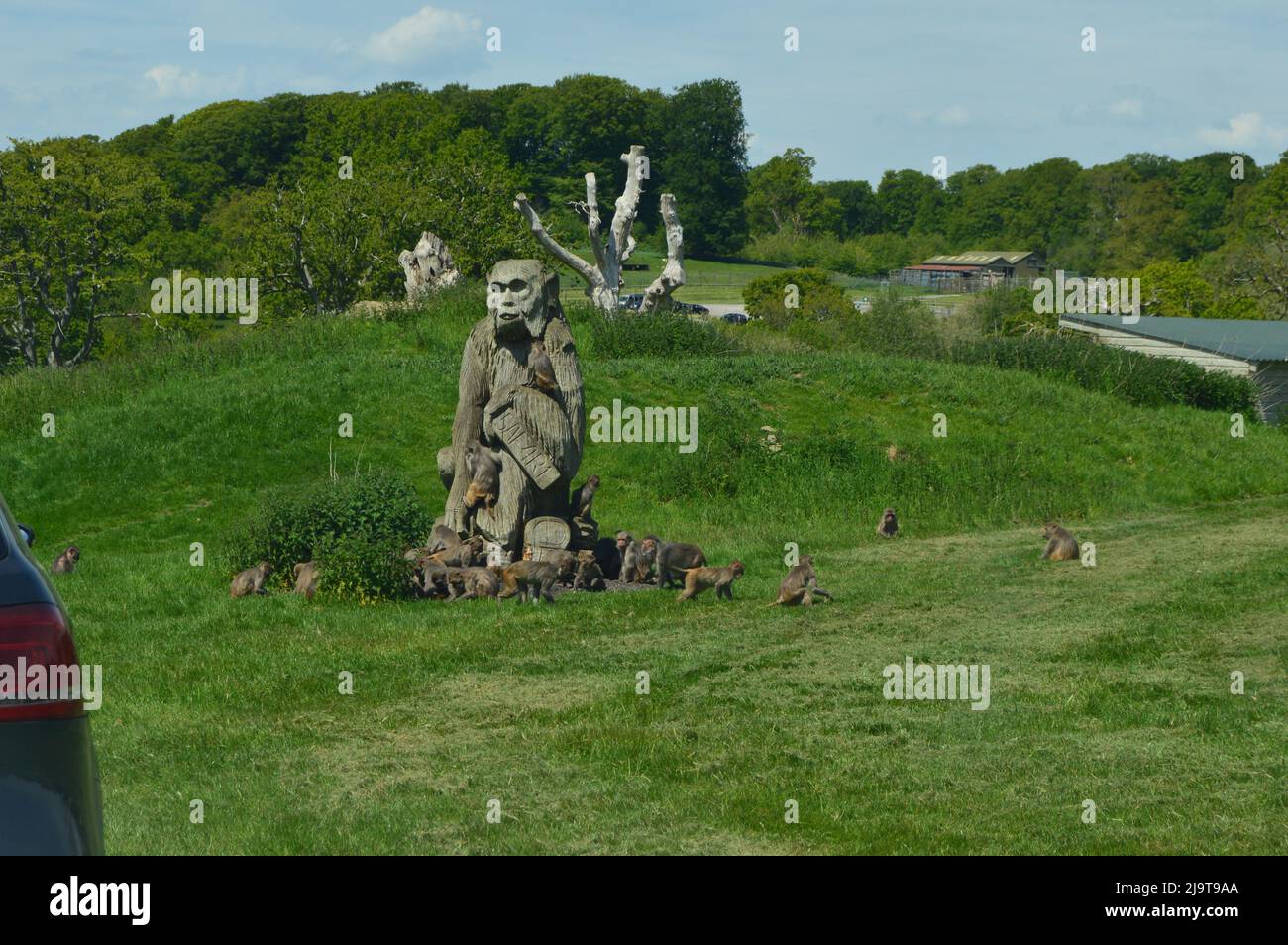 Groupe de singes autour de la statue de singe à l'extérieur Banque D'Images
