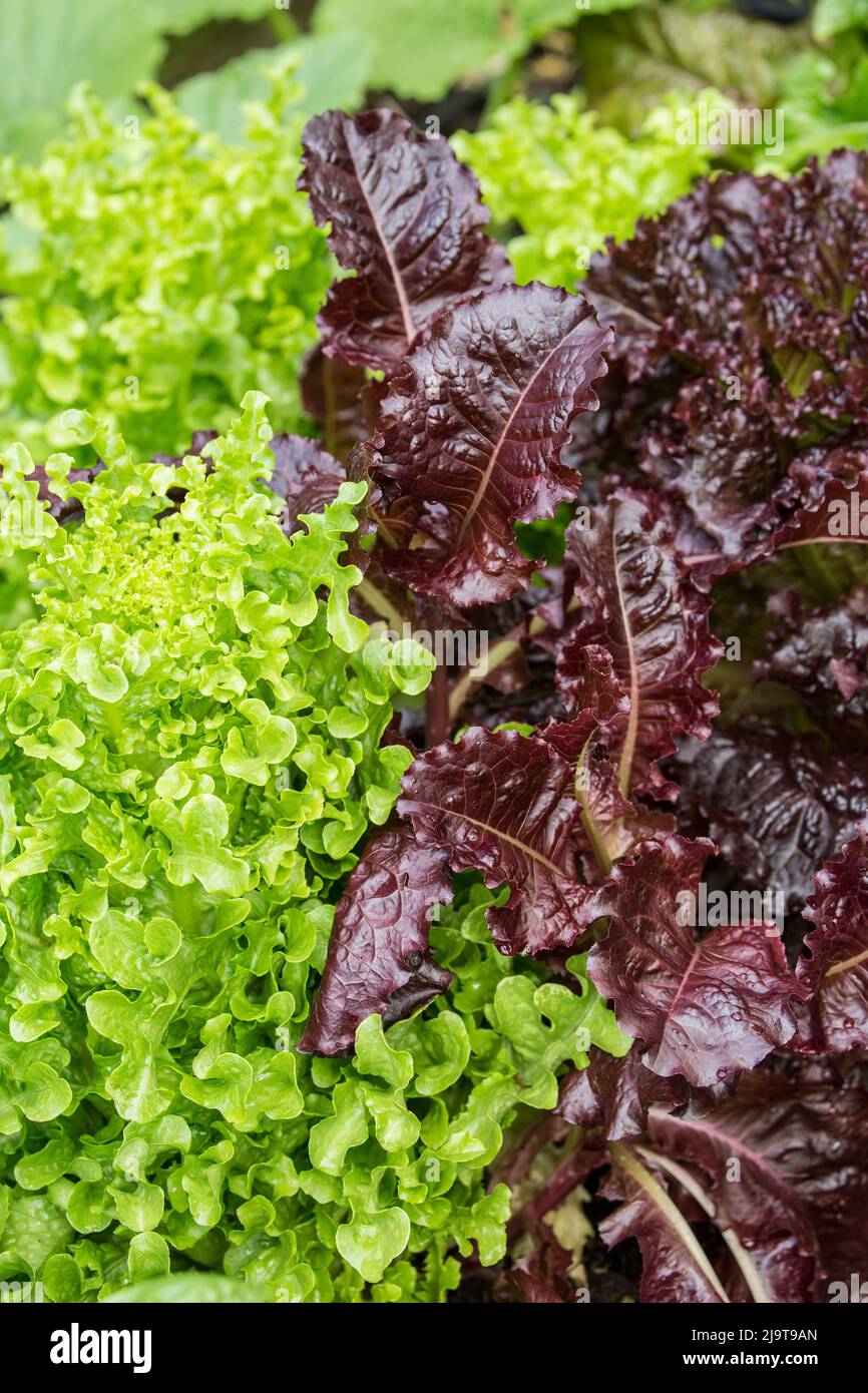 Issaquah, État de Washington, États-Unis. Deux types de laitue libre, saladier et merlot, poussant ensemble dans un jardin. Banque D'Images