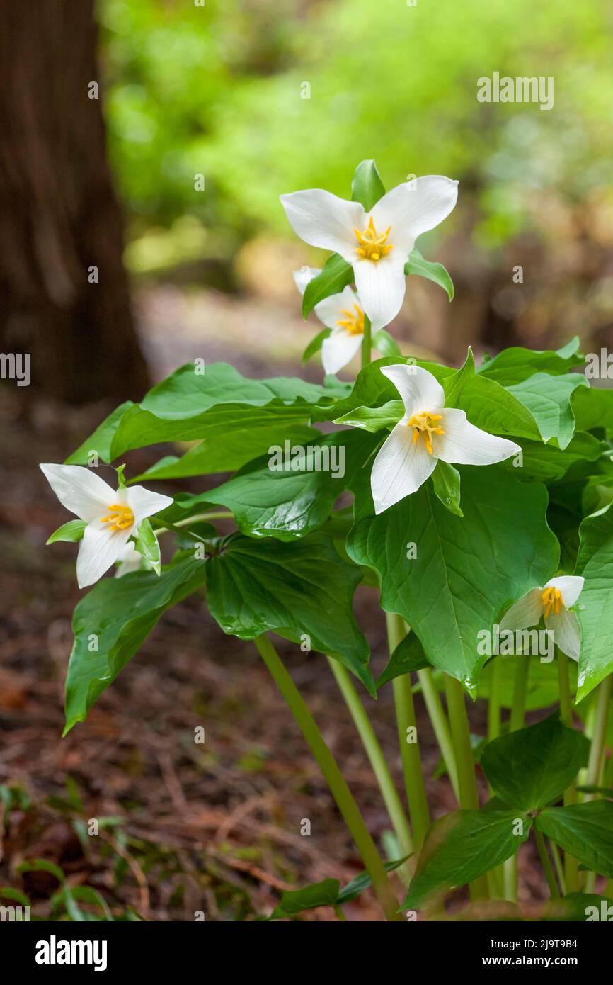 Issaquah, État de Washington, États-Unis. Fleurs sauvages de Trillium de l'Ouest, également connues sous le nom de Wake Robin ou Western Wake Robin. Banque D'Images