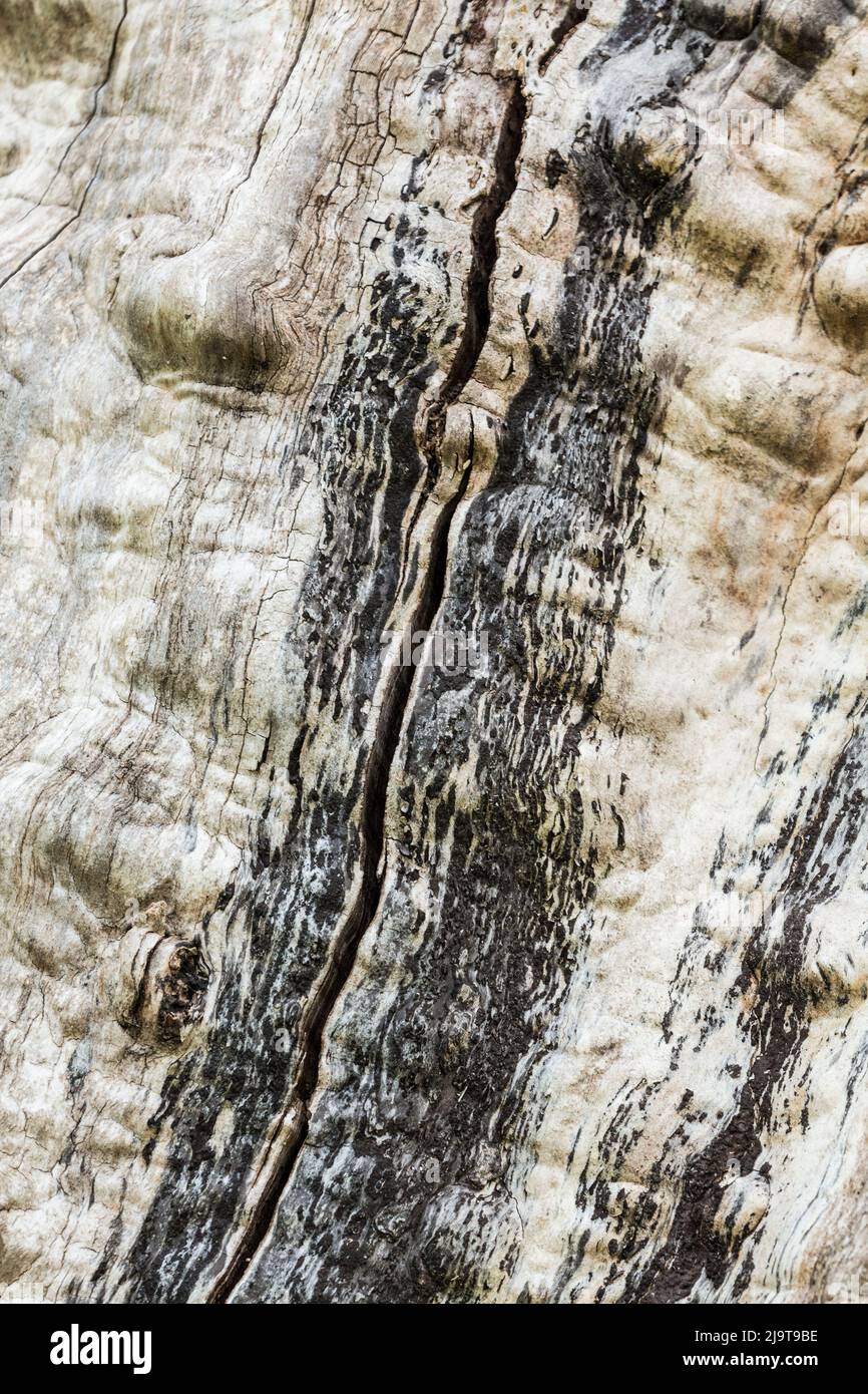 Réserve naturelle nationale de Nisqually, Nisqually, État de Washington, États-Unis. Conception graphique d'un arbre sans écorce. Banque D'Images