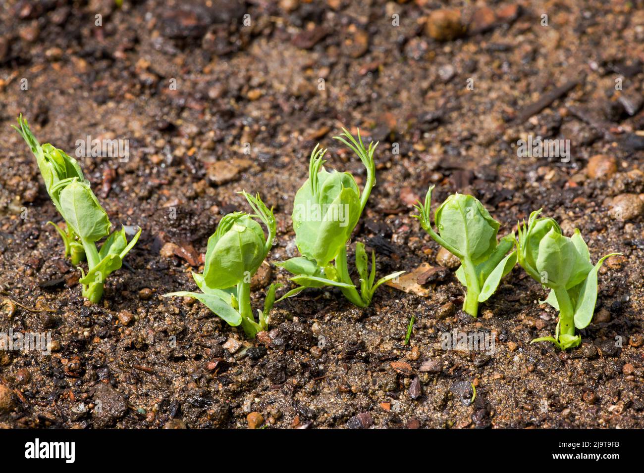 Sammamish, État de Washington, États-Unis. Les plants de pois mange-tout dans le sol au printemps Banque D'Images