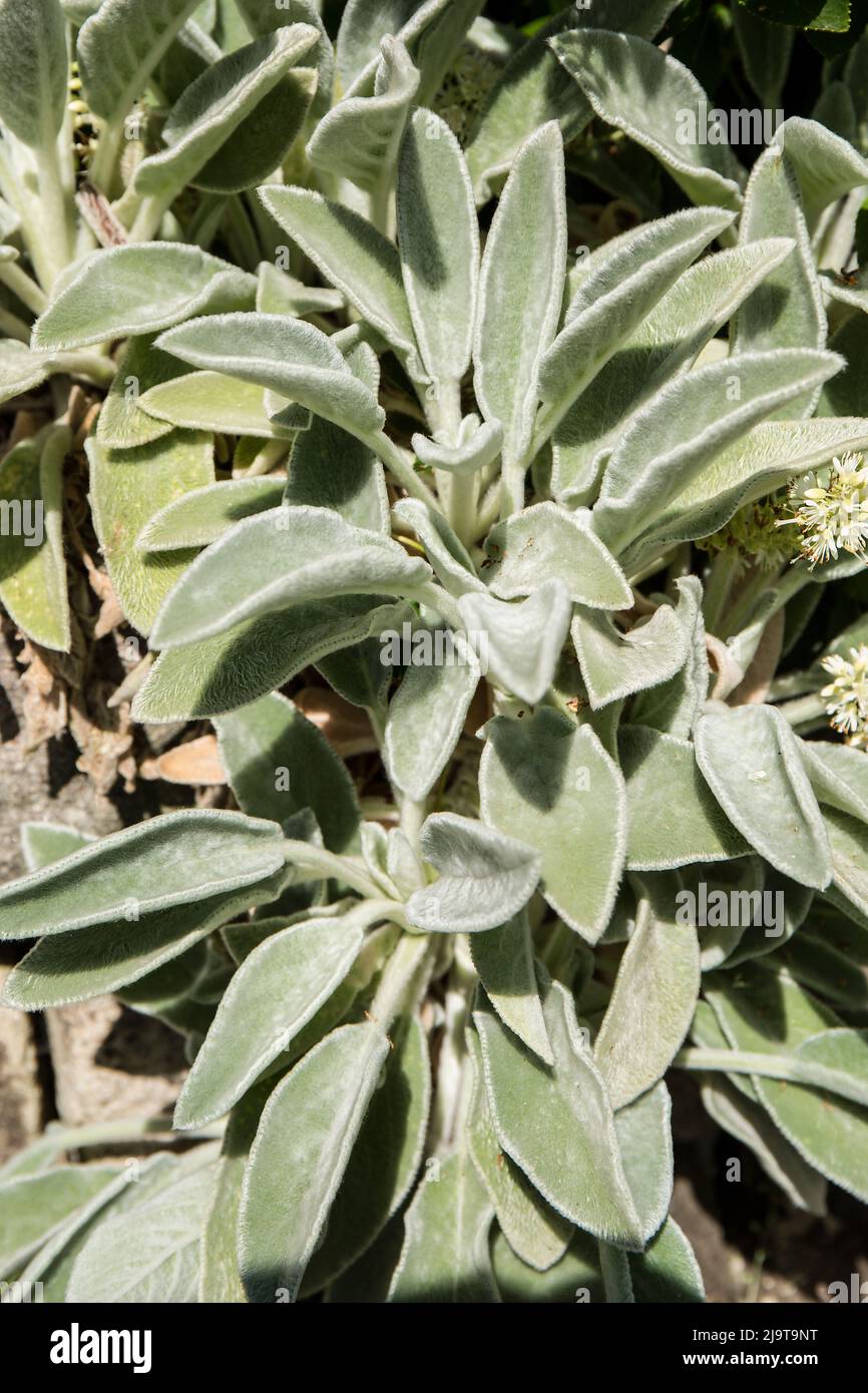 Bellevue, État de Washington, États-Unis. Tapis d'argent Lamb's-ear plantes en croissance. Banque D'Images